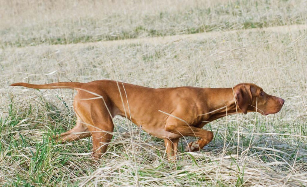 Zodra ze wild ruiken staan ze ‘voor’, zodat de jager weet waar het wild zit