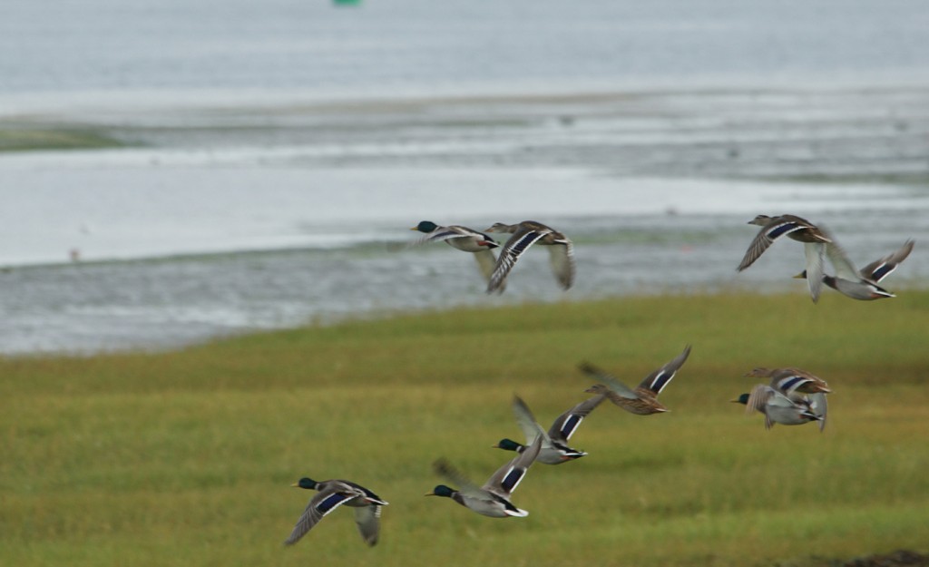 eenden in het waddengebied