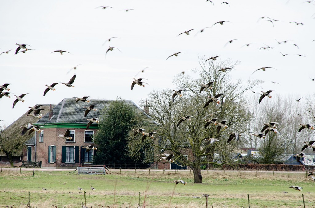 Parlementslid Karl-Heinz Florenz, voorzitter van de intergroep biodiversiteit, jacht en landschap: 'It is important to understand that waterbird migration is a cross-border phenomenon. Adaptive harvest management provides a mean to manage populations which cause conflicts with certain human activities such as agriculture or aviation.'