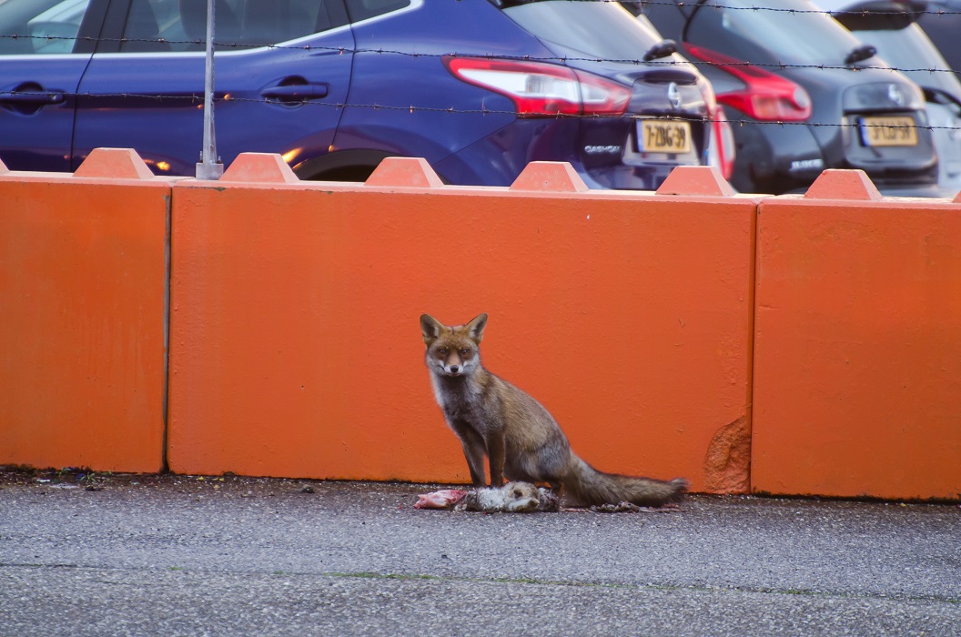 Vossen vinden ook voedsel langs wegen waar weer veel aangereden dieren liggen. Ook azen ze op afval en voedsel in en nabij stedelijk gebied