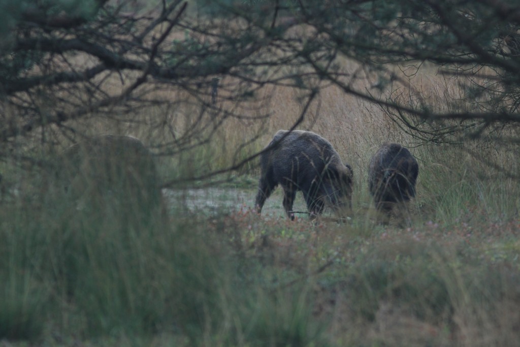 Wilde zwijnen komen vooral voor in de twee aangewezen leefgebieden (Veluwe en Meinweg). Daarbuiten komen er honderden dieren voor in Limburg en Noord-Brabant. 