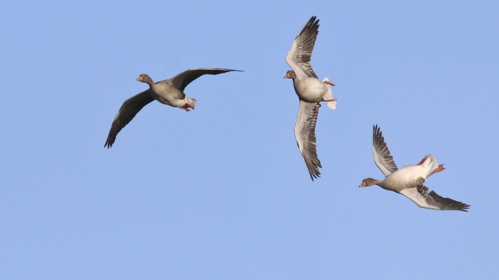 Grauwe gans Thijs de Bruin