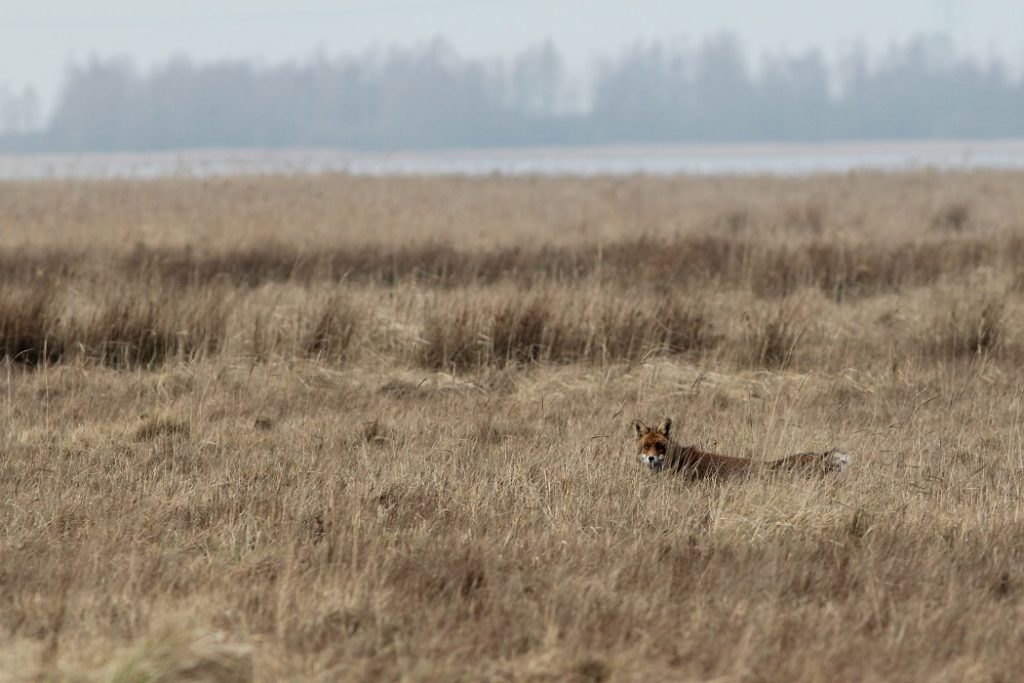 Met een vossenpopulatie van 50.000 tot 130.000 dieren, 500.000 zwarte kraaien en 162.000 verwilderde huiskatten in het buitengebied is de predatiedruk op weidevogels hoog