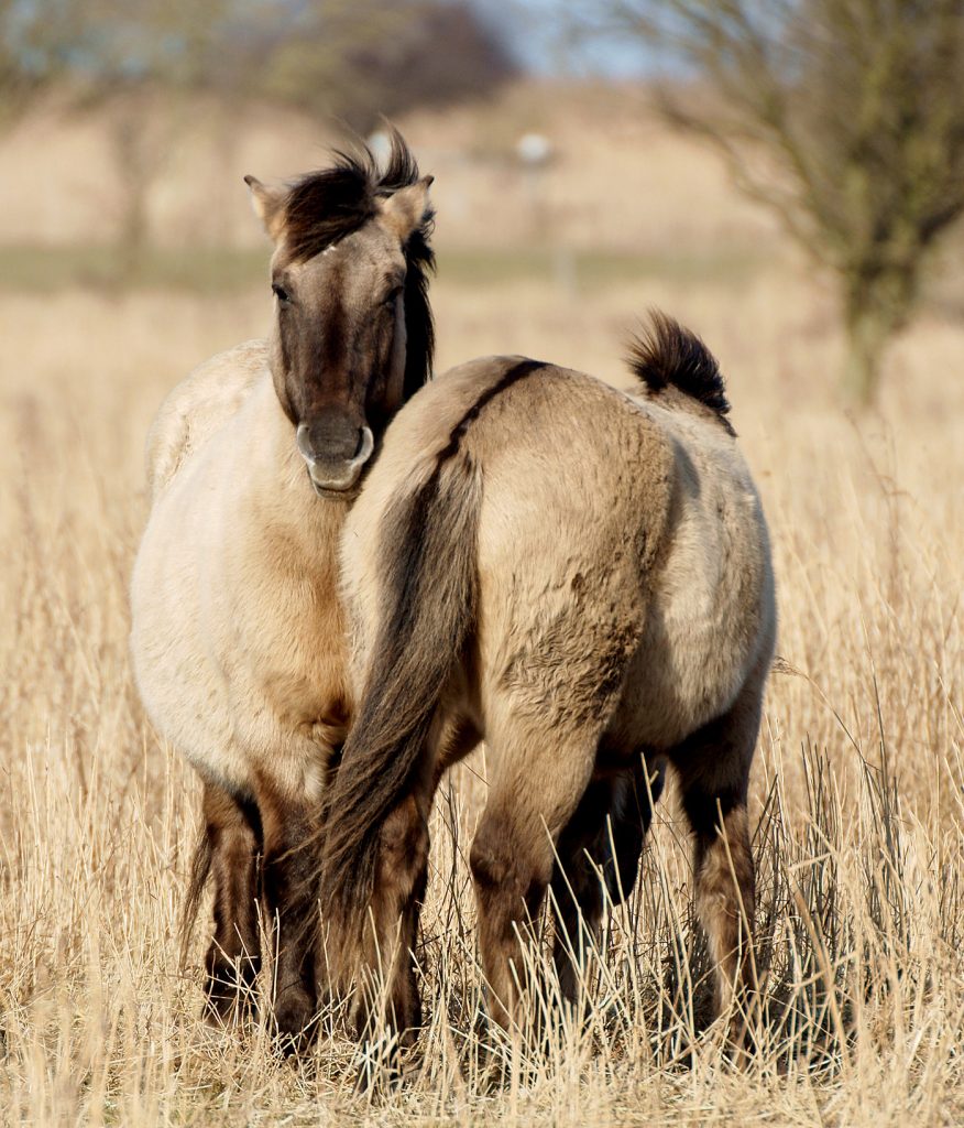 Konikpaarden, promotie Peter Jansen over communicatie over natuur in Nederland.