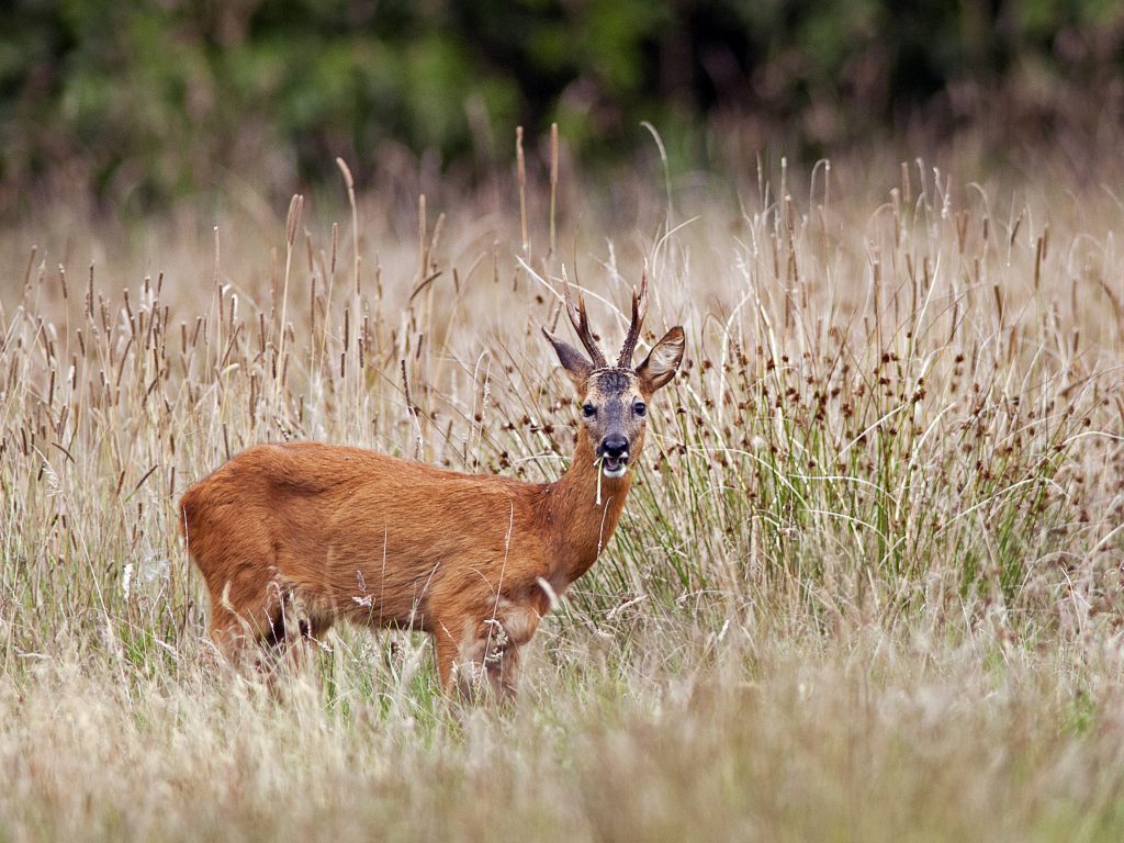 in stand houden minstens Defilé Reeënbronst in beeld - Beeldverslag van Bas Worm in de Jager #7 2019 - De Jagersvereniging in stand houden minstens Defilé Reeënbronst in beeld - Beeldverslag van Bas Worm in de Jager #7 2019 - De Jagersvereniging