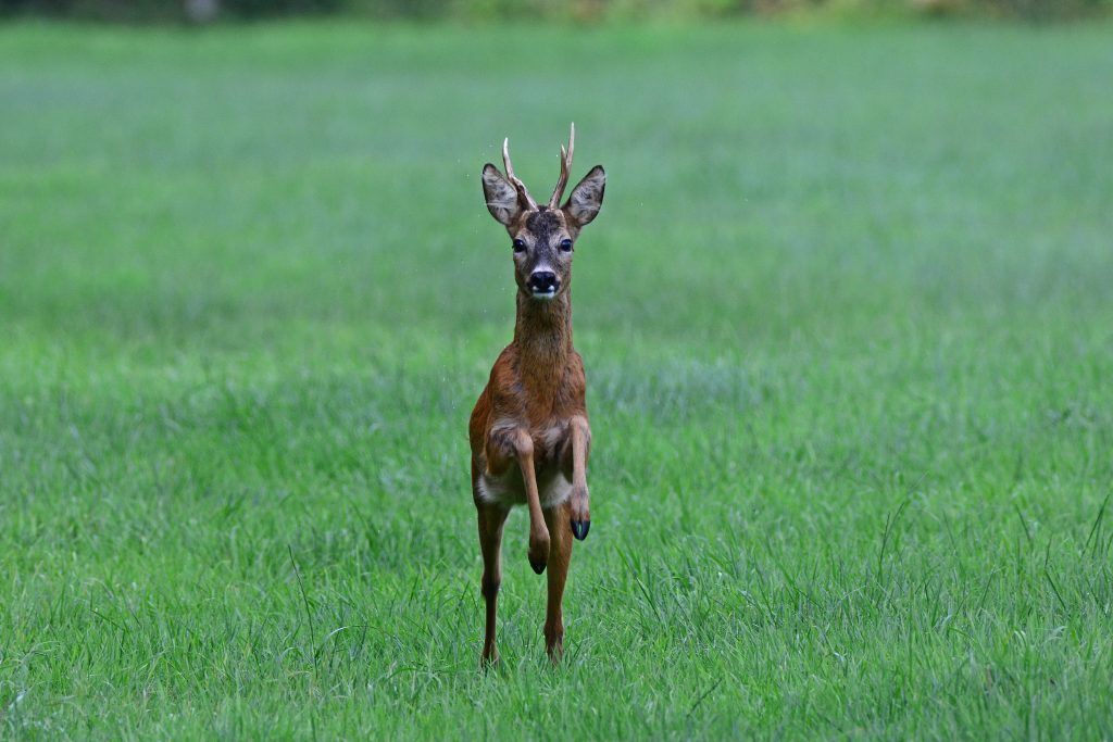 in stand houden minstens Defilé Reeënbronst in beeld - Beeldverslag van Bas Worm in de Jager #7 2019 - De Jagersvereniging in stand houden minstens Defilé Reeënbronst in beeld - Beeldverslag van Bas Worm in de Jager #7 2019 - De Jagersvereniging