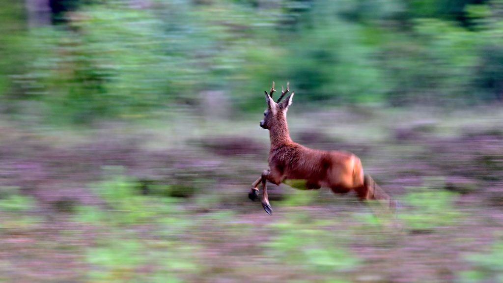 in stand houden minstens Defilé Reeënbronst in beeld - Beeldverslag van Bas Worm in de Jager #7 2019 - De Jagersvereniging in stand houden minstens Defilé Reeënbronst in beeld - Beeldverslag van Bas Worm in de Jager #7 2019 - De Jagersvereniging