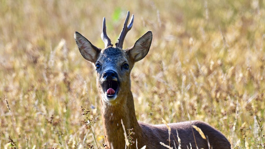 in stand houden minstens Defilé Reeënbronst in beeld - Beeldverslag van Bas Worm in de Jager #7 2019 - De Jagersvereniging in stand houden minstens Defilé Reeënbronst in beeld - Beeldverslag van Bas Worm in de Jager #7 2019 - De Jagersvereniging