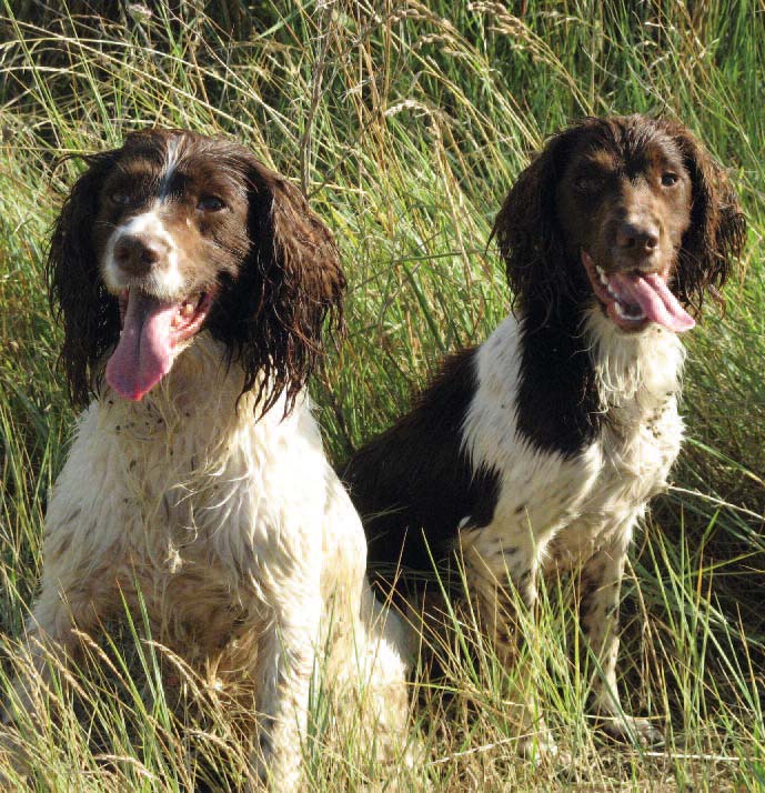 Alles over de Engelse Springer Spaniel De Jagersvereniging