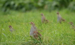 Jagersvereniging in Limburg partner Soortenbeschermingsplan Patrijs