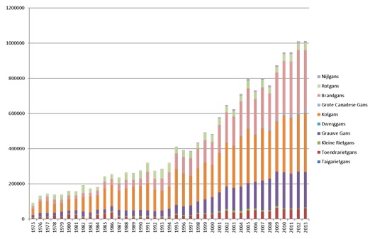 Deze grafiek geef de groei van het gemiddeld aantal in Nederland aanwezige ganzen gedurende het jaar weer. De laatste jaren hebben we in Nederland zo’n 500-600.000 ganzen in de zomer, wat in de winter oploopt tot ongeveer 2,5 miljoen ganzen (Bron: SOVON Vogelonderzoek).