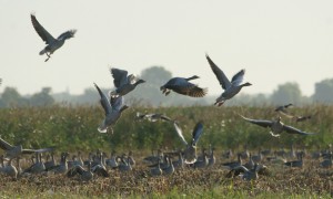 Statiegeldregeling voor faunaschade Overijssel