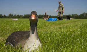 Aanvullingswet natuur aangenomen in de Eerste Kamer