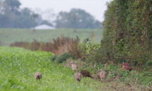 Politiekorpsen verstrekken Duitstalige verlengingsbesluiten op verzoek jager