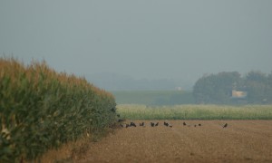 Melden van Faunaschade – belangrijke wijzigingen per november 2024