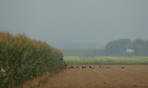 Update intrekking vrijstellingen Gelderland 07/09: Schadebestrijding vanaf heden weer mogelijk