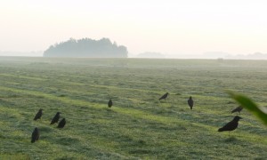 Pam de Vries schiet boer te hulp bij overlast – Noord-Hollands Dagblad