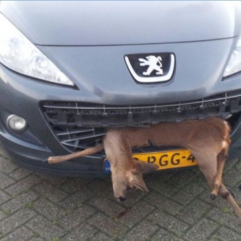 combineren ziel beweging aanrijding valwild auto