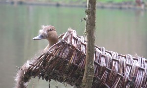 Reeuwijk een nieuw Duckstad? – Kijk op Bodegraven-Reeuwijk