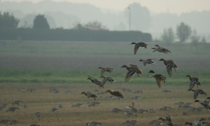 Twentse jagers sparen eenden vanwege de vogelgriep, maar doen ook een beroep op wandelaars – Tubantia