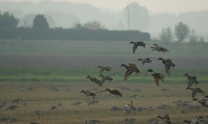 Jagers willen geen jachtverbod op eend als oorzaak afname onbekend is – RTV Drenthe