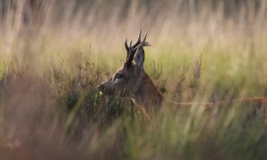 Vergeet het wildseizoen – Joël in ’t wild, NRC