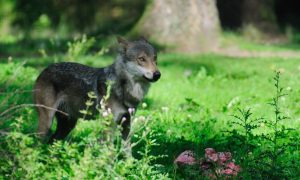 Indicatie van nieuwe wolvenparen en welpen op de Veluwe
