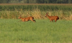 Reeënbronst begonnen: Jagersvereniging waarschuwt voor aanrijdingen