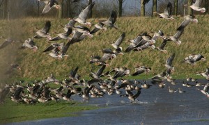 Vogelgriep in Weert; jachtrestricties in 10 kilometerzone