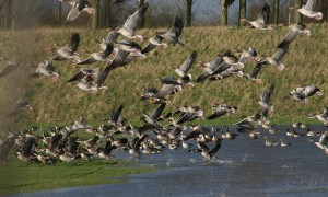 Uitgekeerde faunaschade in 2018 met 5 miljoen euro gedaald – BIJ12