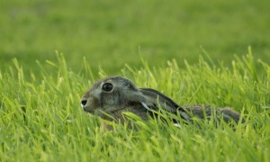 Jagersvereniging vraagt om opening jacht op haas in kort geding