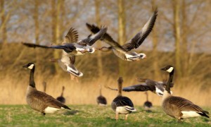 Provincie Flevoland verliest rechtszaak grauwe ganzen: bejaging alleen na zonsopgang, maximaal vijf ganzen per perceel