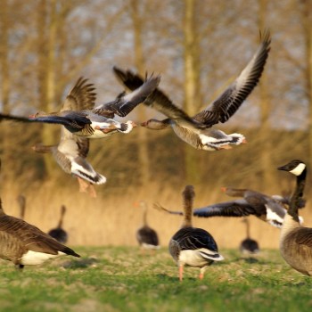 Ganzen in Nederland