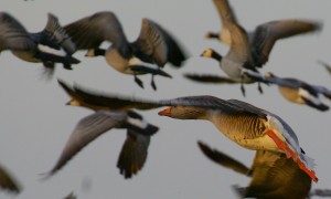 Experts tijdens debat Europees Parlement: ‘maak duurzame benuttingsjacht op ganzen mogelijk!’
