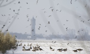 Minder ganzen voor beter evenwicht in druk Zuid-Holland – Groot Hellevoet