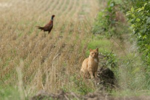 Kat struint in het Nederlandse landschap
