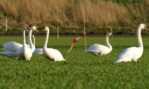 Afschot van knobbelzwanen in Zuid-Holland opgeschort