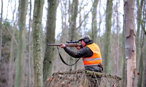 Eerste bewegingsjacht op wilde zwijnen in Nederland