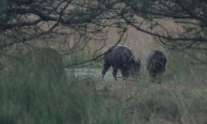 Wild zwijn doodgereden in Drenthe