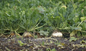 Limburgse Land- en Tuinbouwbond gaat indirecte wildschade in kaart brengen – De Limburger