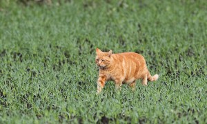 Boswachter waarschuwt: ‘Je huiskat richt een ware slachting aan in de Brabantse natuur’ – BN De Stem