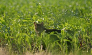 Verwilderde katten van buiten de provincie Zeeland zijn niet welkom – Omroep Zeeland