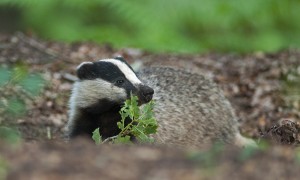 Dassenschade maakt boeren wanhopig – Nieuwe Oogst