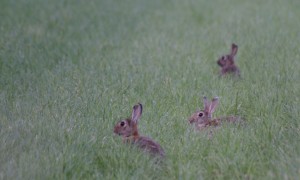 Bezuinigingen op Europese plattelandsontwikkeling onaanvaardbaar – FACE