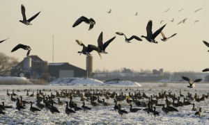 Vier grondgebruikers gestopt met ganzenfoerageergebied op Terschelling – Nieuwe Oogst