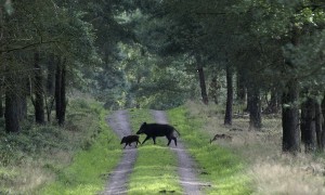 Provincie Limburg koopt nachtzichtkijkers voor jacht op wilde zwijnen