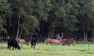 Biodiversiteit Veluwe ernstig onder druk door hoge aantallen grote hoefdieren