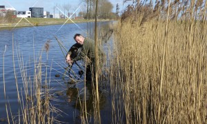 Persbericht: Berichtgeving wilde eend voorbarig, wilde eend in top 10 meest algemene broedvogels