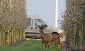 Drones, verrekijkers en afschot: faunabeheer telt reewild – RTL Nieuws