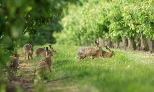 Door de ogen van een jager – filmcompilatie III